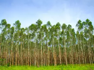 eucalyptus  trees